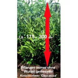 Kirschlorbeer 'Caucasica' - Kompakter, immergrüner Strauch für Hecken und Gartenabgrenzungen.