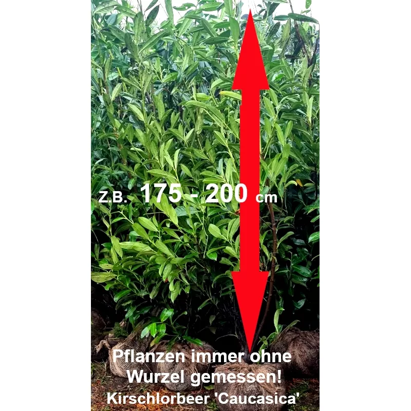 Kirschlorbeer 'Caucasica' - Kompakter, immergrüner Strauch für Hecken und Gartenabgrenzungen.
