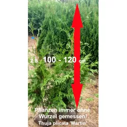 Thuja Martin - Immergrüner Blickfang. Widerstandsfähig und kompakt. Entdecken Sie die Schönheit dieser Thuja-Sorte.