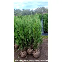 Blau Scheinzypresse - Tiefblaue Farbe, kompakter Wuchs. Ideal für kleine Gärten. Verleihen Sie Ihrem Raum Ruhe.
