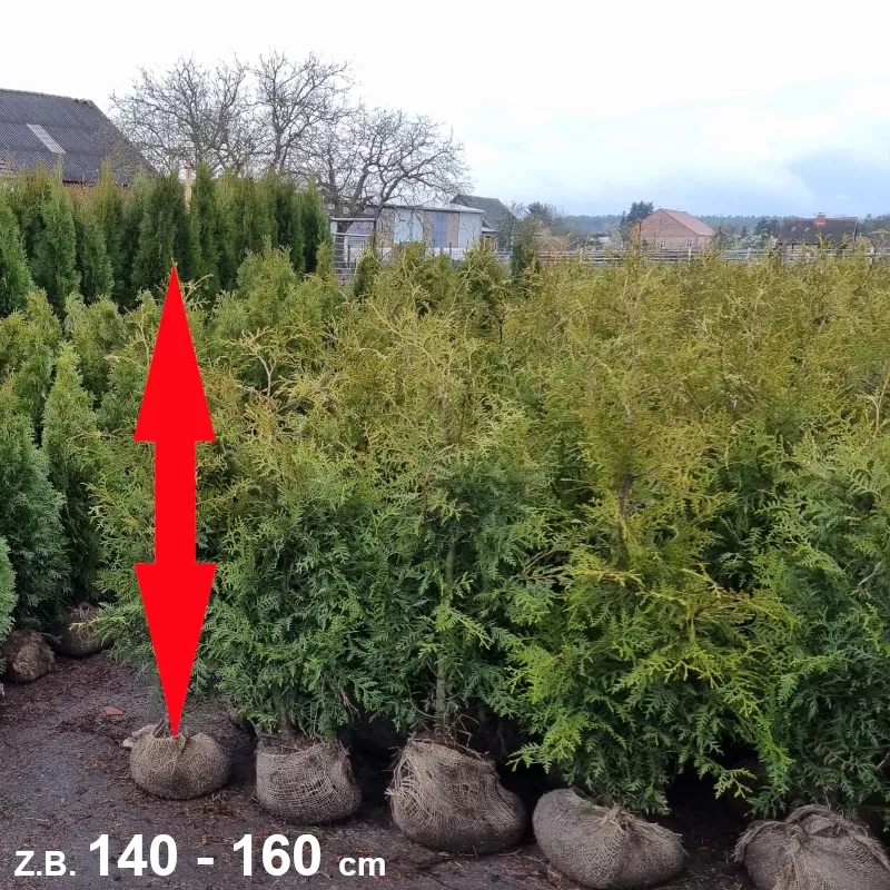 Thuja Brabant - Ideal für Hecken, bieten Privatsphäre und Schönheit. Widerstandsfähig und pflegeleicht.