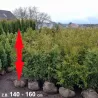 Thuja Brabant - Ideal für Hecken, bieten Privatsphäre und Schönheit. Widerstandsfähig und pflegeleicht.