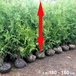 Thuja Brabant - Grüne Akzente für das ganze Jahr. Immergrüne Nadeln für eine malerische Landschaft im Garten.