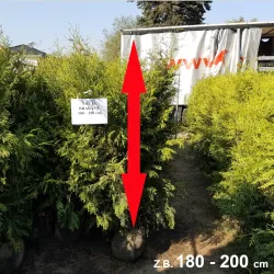 Widerstandsfähige Thuja Brabant für einen grünen Traumgarten. Wenig Pflegeaufwand, viel Charme. Ideal für sonnige Standorte.