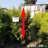 Widerstandsfähige Thuja Brabant für einen grünen Traumgarten. Wenig Pflegeaufwand, viel Charme. Ideal für sonnige Standorte.
