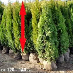 Thuja Smaragd - Kompakte Pflanzen für Jahre. Ideal für Gärten. Entdecken Sie unser Angebot und beleben Sie Ihren Raum.