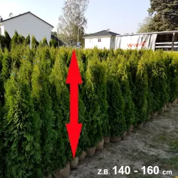 Smaragd-Thuja: Kompakt und langlebig. Ideal für Gärten. Entdecken Sie unser Sortiment und beleben Sie Ihren Raum.