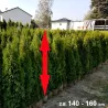 Smaragd-Thuja: Kompakt und langlebig. Ideal für Gärten. Entdecken Sie unser Sortiment und beleben Sie Ihren Raum.