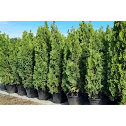 Thuja Smaragd 180-200 cm im Topf Heckenpflanzen Mencel
