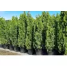 Thuja Smaragd 180-200 cm im Topf Heckenpflanzen Mencel