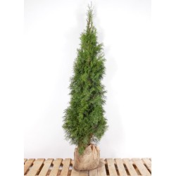 Thuja Smaragd - Einzigartige Gartendeko. Kompakter Wuchs und attraktive Farbe machen sie zur idealen Wahl für jeden Gärtner.