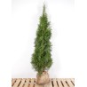 Thuja Smaragd - Einzigartige Gartendeko. Kompakter Wuchs und attraktive Farbe machen sie zur idealen Wahl für jeden Gärtner.