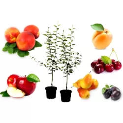 Obstbäume: Fruchtig, schön, nahrhaft. Große Vielfalt hier.