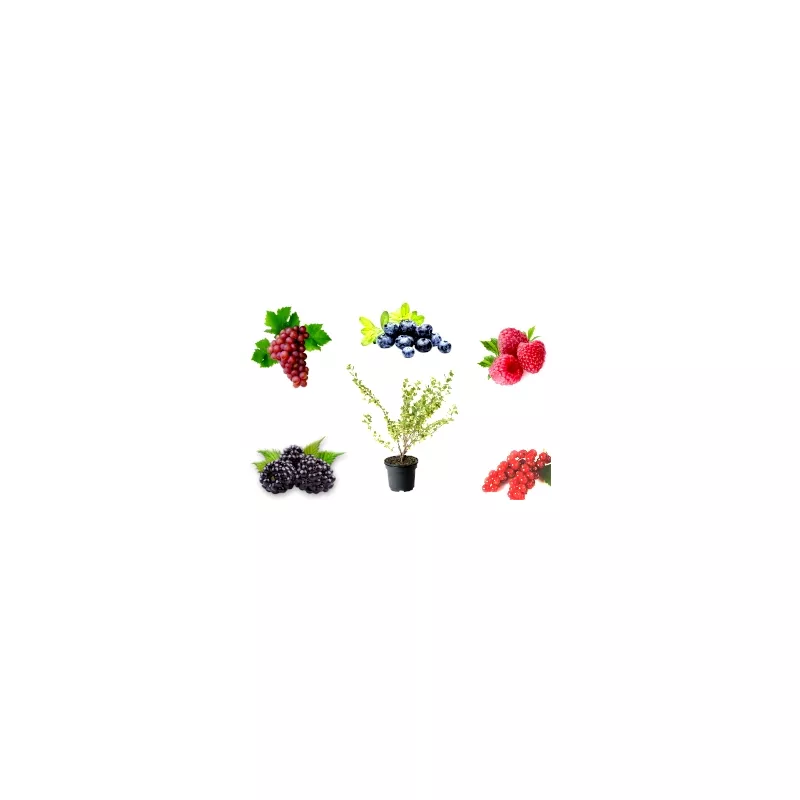 Obststräucher: Vielseitig, lecker, bunt. Große Auswahl.