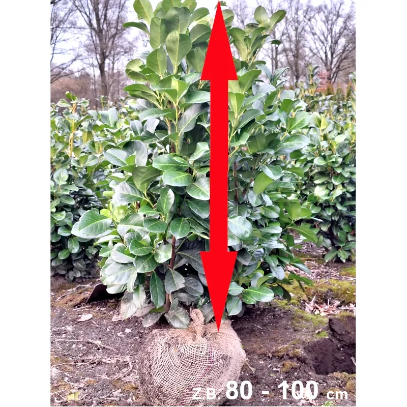 Kirschlorbeer 'Etna' - Perfekt für attraktive Hecken. Entdecken Sie die Eleganz von 'Etna'.