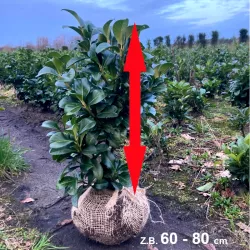 Kirschlorbeer 'Etna' - Zeitlose Schönheit für Ihren Garten.