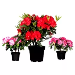 Rhododendren und Azaleen: Eine wahre Farbenpracht im Garten.