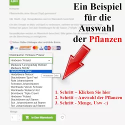 Zur Auswahl der Pflanzenhöhe - Heckenpflanzen Mencel