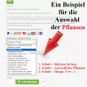 Zur Auswahl der Pflanzenhöhe - Heckenpflanzen Mencel