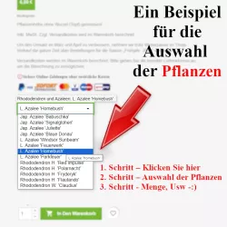 Zur Auswahl der Pflanzenhöhe - Heckenpflanzen Mencel