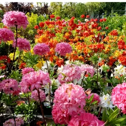 Wunderschöne Azaleen in ihrer ganzen Pracht.