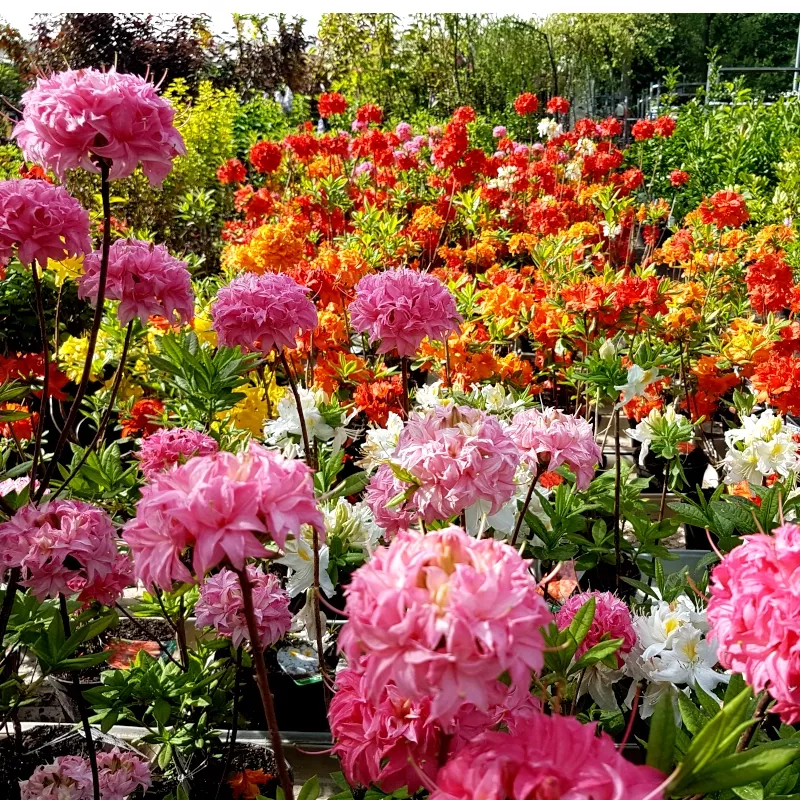 Wunderschöne Azaleen in ihrer ganzen Pracht.