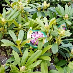 Rhododendron mit anschwellenden Blütenknospen.