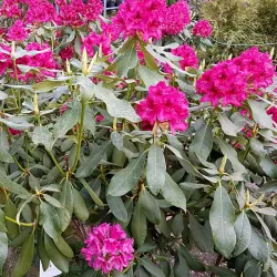 Wunderschön blühende Rhododendren sind herrlich.
