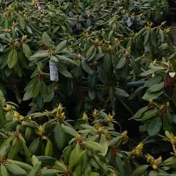 Im Winter schmücken immergrüne Rhododendren, auch wenn sie nicht blühen.