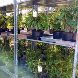 Rhododendron ist eine Pflanze, die jeden Garten schmückt; jeder sollte sie haben.