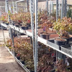 Japanische Azaleen sind entzückende kleine Schönheiten für den Garten.