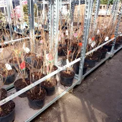 Laubabwerfende Azaleen verwandeln den Herbst in ein Farbenfest!