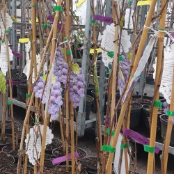 Kernlose Trauben bieten maximalen Geschmack und Genuss beim Essen.