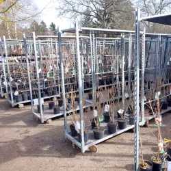 Bei uns gibt es eine breite Auswahl an Stachelbeeren- und Johannisbeerensorten.