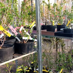 Die Stachelbeere Ribes uva-crispa 'Spine Free' ist die schmackhafteste Sorte mit großen roten Früchten.