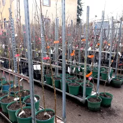 Unsere Obstbäume sind meist 2-jährig, manchmal 1-jährig und gelegentlich 3- oder 4-jährig, aber alle zum gleichen Preis.