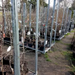 Wir führen die besten Sorten von Obstbäumen zum Verkauf: Pfirsiche, Äpfel, Kirschen, Pflaumen, Aprikosen, Kirschen und Birnen.