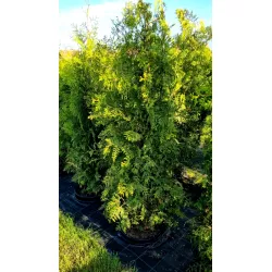 Thuja occ. Brabant im Topf 180-200 cm Heckenpflanzen Mencel
