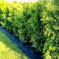 Thuja Brabant im Topf 180-200 cm Heckenpflanzen Mencel