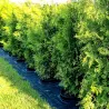 Thuja Brabant im Topf 180-200 cm Heckenpflanzen Mencel