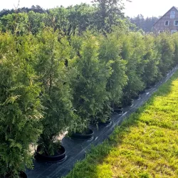 Thuja occ. Brabant 180-200 cm im Topf Heckenpflanzen Mencel