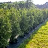 Thuja occ. Brabant 180-200 cm im Topf Heckenpflanzen Mencel