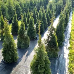 Thuja Smaragd im Topf Heckenpflanzen Mencel