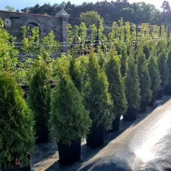 Thuja Smaragd 100-120 cm im Topf Heckenpflanzen Mencel