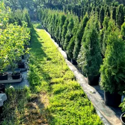 Thuja occ. Smaragd im Topf Heckenpflanzen Mencel