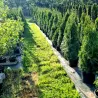 Thuja occ. Smaragd im Topf Heckenpflanzen Mencel