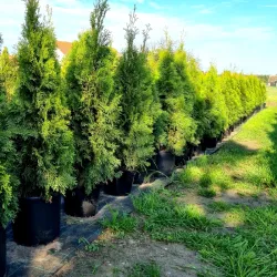 Thuja Smaragd 80-100 cm im Topf Heckenpflanzen Mencel