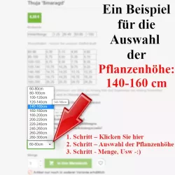 Thuja Smaragd - Ein Beispiel für die Auswahl der Pflanzenhöhe.