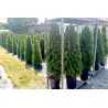 Thuja occ. Smaragd 140-160 cm im Topf Heckenpflanzen Mencel
