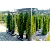 Thuja Smaragd 140-160 cm im Topf Heckenpflanzen Mencel